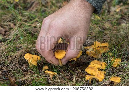 Hand of a man picking forest mushrooms, chanterelles, Cantharellus cibarius