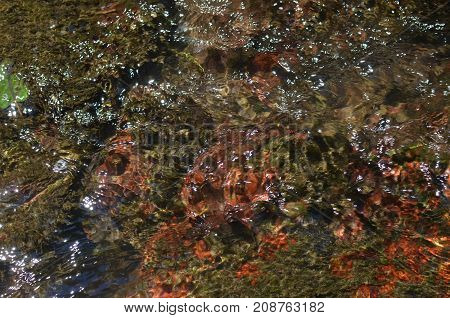 Picturesque River Water Bottom