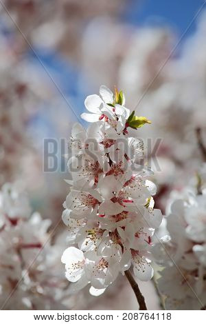 Apricot blossom in Himalayas
