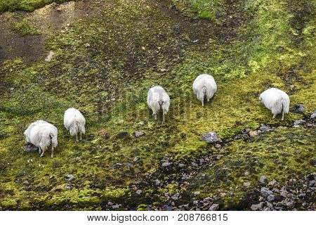 Sheep grazing in the mountains of Landmannalaugar summer of Isladnia.