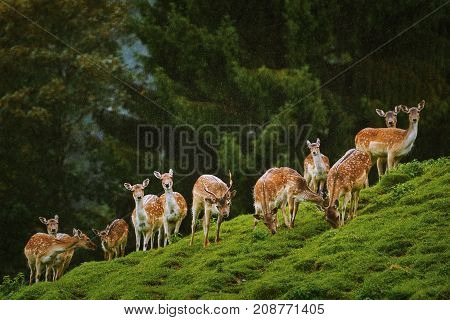Deers Near The Forest