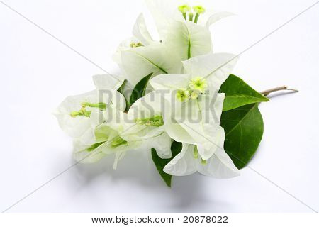 Bougainvillier