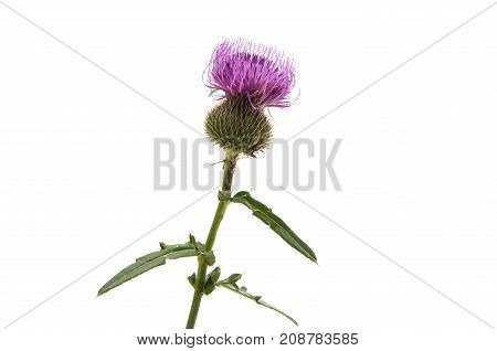 burdock herb flower isolated on white background