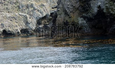 Kelp underwater forest canopy covering sea surface near Channels Islands California