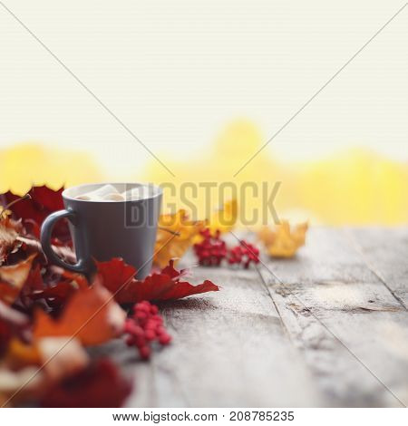 Autumn Cocoa With Marshmellows
