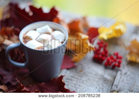 Autumn Cocoa With Marshmellows