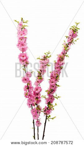 Blossoming branch of almond (PRUNUS TRILOBA) on a white background