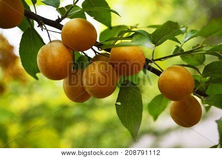 branch with fruits of yellow plums in the autumn garden