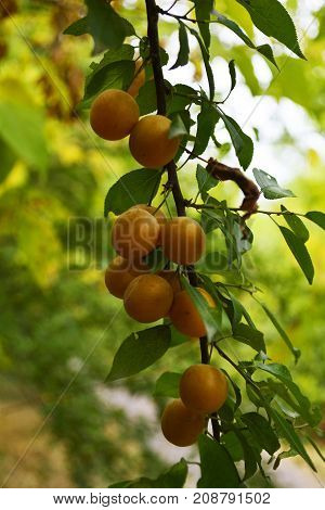 branch with fruits of yellow plums in the autumn garden