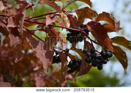 black berries in the autumn garden, the autumn harvest of berries