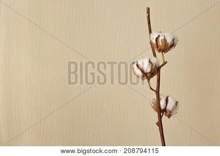 Cotton branch with flowers on a light background
