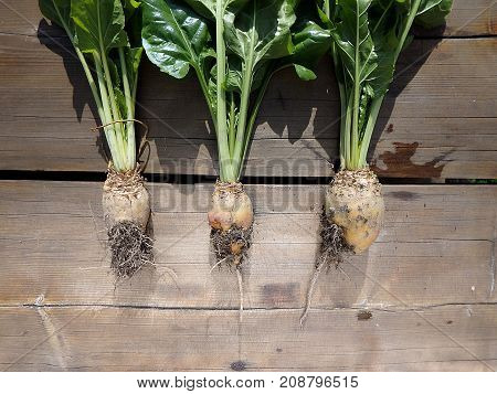 Fodder beet - crop harvest , (Beta vulgaris 'Mangelwurzel')