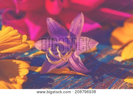 multicolor flowers on the abstract wooden background