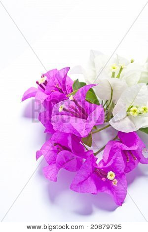 Bougainvillier