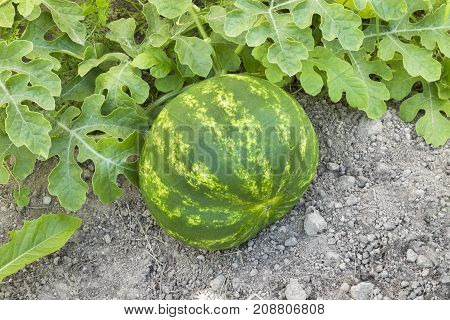 Sweet mellow organic watermelon on the ground photo for eco cookery business. Summer watermelon harvest in the Northern countries in cold climate zone