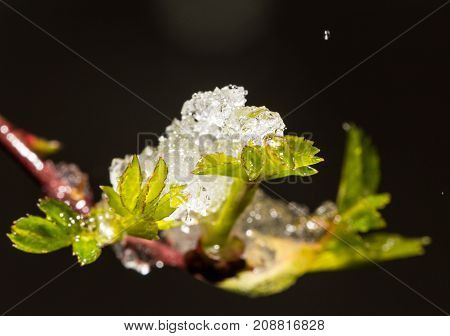 snow on the small green leaves in spring. close-up