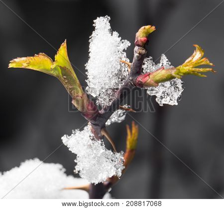 Snow On The Small Green Leaves In Spring. Close-up