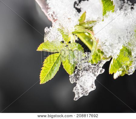 Snow On The Small Green Leaves In Spring. Close-up