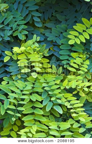 Hintergrund leafs