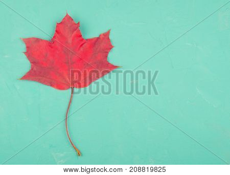 Bright red maple leaf on a cracked concrete background minimal concept (flat lay top view copy space on the right) retro style