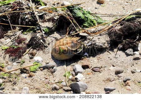 Horseshoe crab shell and seaweed washed up on the shore by high tide.