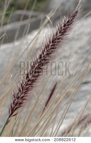 Feathergrass Closeup In Anza Borrego Desert State Park