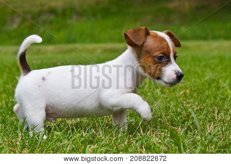 Little puppys are walking and playing on the street in the grass