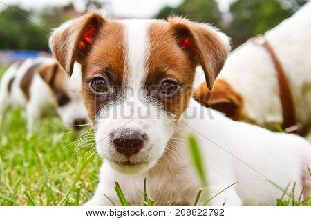 Little puppys are walking and playing on the street in the grass