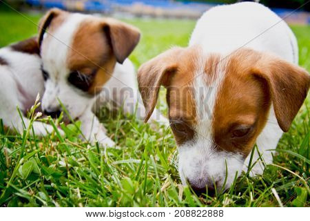 Little puppys are walking and playing on the street in the grass