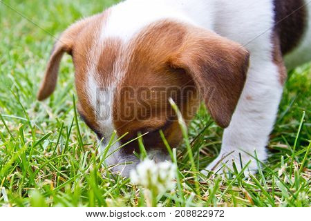 Little puppys are walking and playing on the street in the grass