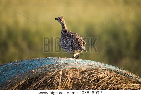 Sharp Tailed Grouse