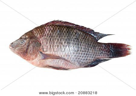 Tilapia
