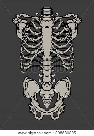 Hand drawn line art anatomically correct human ribcage. White over black background vector illustration. Print design for t-shirt or halloween costume.