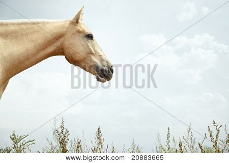 Enkelt hest