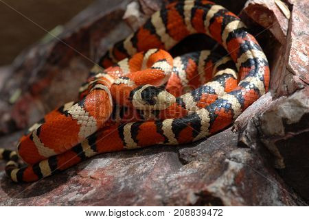 The Arizona mountain kingsnake is a beautiful species commonly located at higher elevations in Arizona and New Mexico.