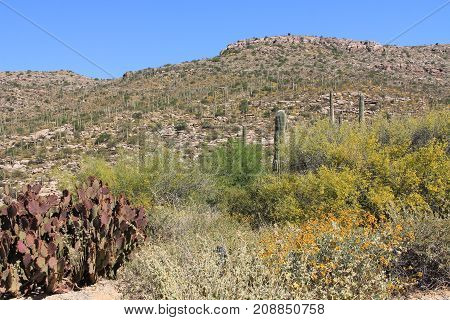 View going up Mount Lemmon in Tucson, Arizona, USA in the Santa Catalina Mountains located in the Coronado National Forest with blue sky copy space.