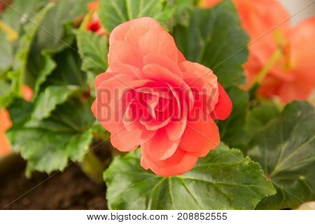 Tender Fresh Red Begonia  Terry Flowers And Petals  Bush In A Tub On A Light Wooden Table Top
