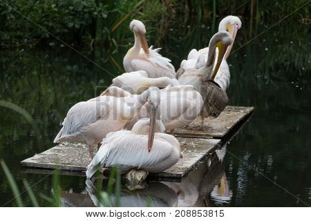 a lot of pelicans sitting in the water little pond