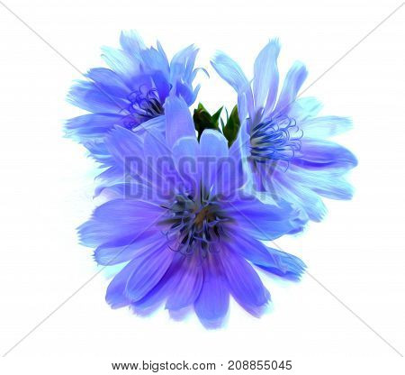 Drawing Blue Chicory Flower Isolated On White