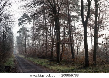 Ice cold and grey forests in the winter in middle europa