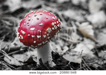 Close up of a fly agaric mushroom colorkey