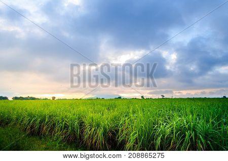 Sugarcane Farm beautiful sunlight Green Field Morning time