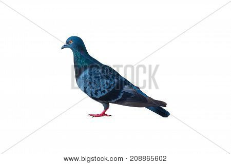 Close up of Pigeon bird isolated on white background.