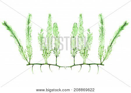 Dried sea grapes seaweed Caulerpa sp Southern of Thailand