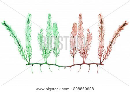 Dried sea grapes seaweed Caulerpa sp Southern of Thailand
