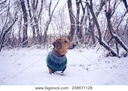 Curious Small Dog, In A Plaid Coat