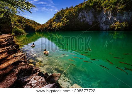 Crystal Clear Water With Fish - Plitvice Lakes National Park - Plitvice Jezara, Croatia