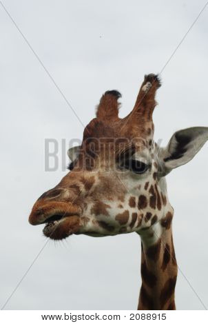 Giraffe 3