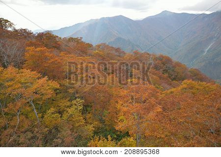 Autumn Landscape of vibrant colorful trees with mountain ranges in Japan