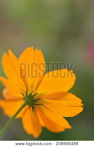 Macro texture of Yellow Cosmos flower in vertical frame